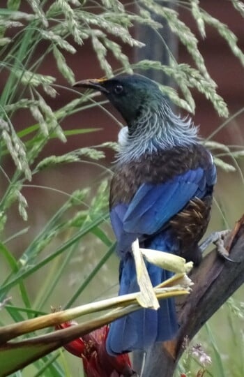 Tui Conservation NZ