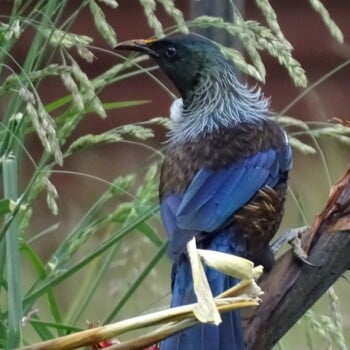 Tui Conservation NZ