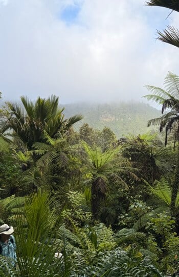 Punakaiki Rainforest