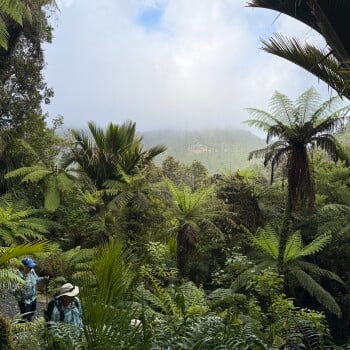 Punakaiki Rainforest