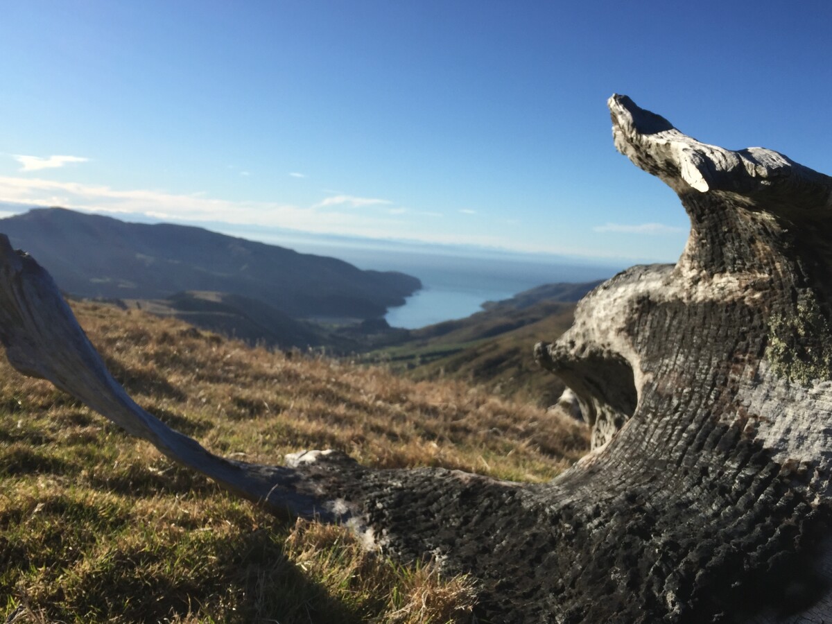 Day Walks Around Christchurch Hiking NZ