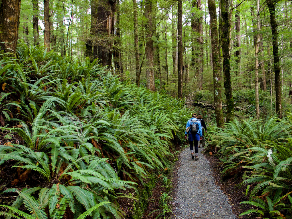 Blanketed in crown ferns, the forested sections of the Kepler Track resemble a prehistoric landscape.