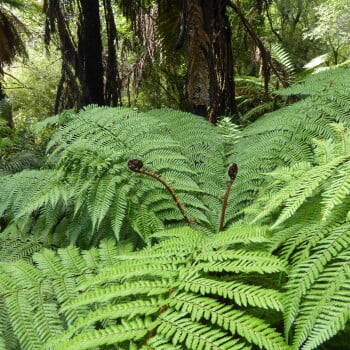 Rozi Tarawera Trail Ferns