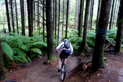 Forest mountain biking 
