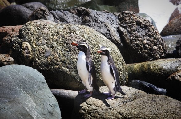 Caught some of the vulnerable Snares Penguins on camera.