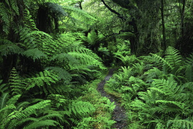 hikingnz hollyford track fernscape jurassic