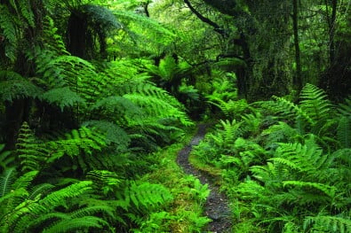 hikingnz hollyford track fernscape2