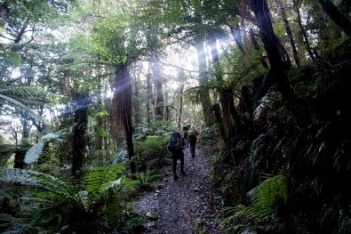 hikingnz hollyford trail tree ferns