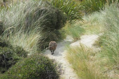 Great Walks Stewart Island Bird