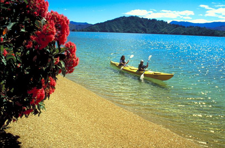 Capture views of the Pohutukawa (also known as New Zealand Christmas tree) dotted about. the golden sand beaches. 