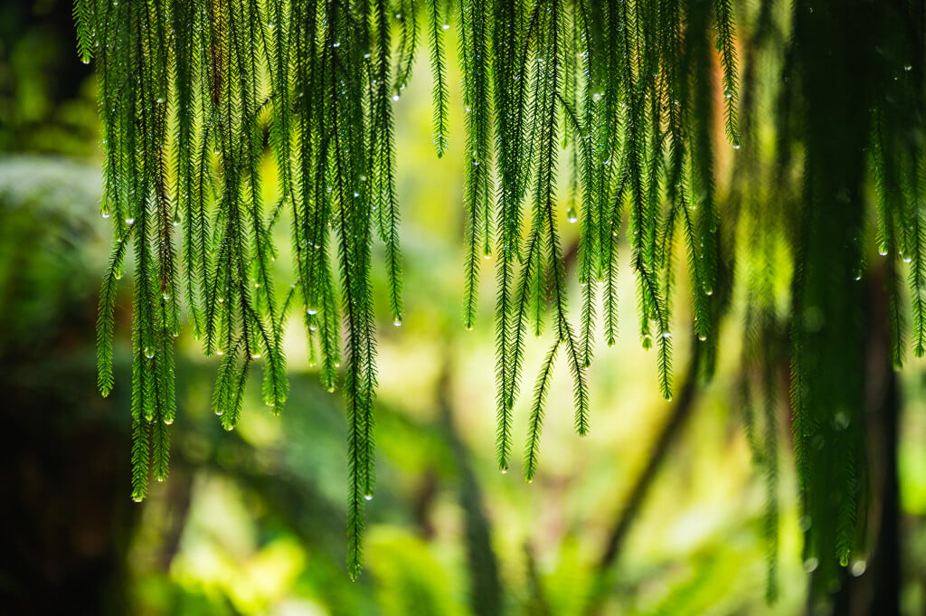 Sub-alpine forests are adorned in mosses and lichens.