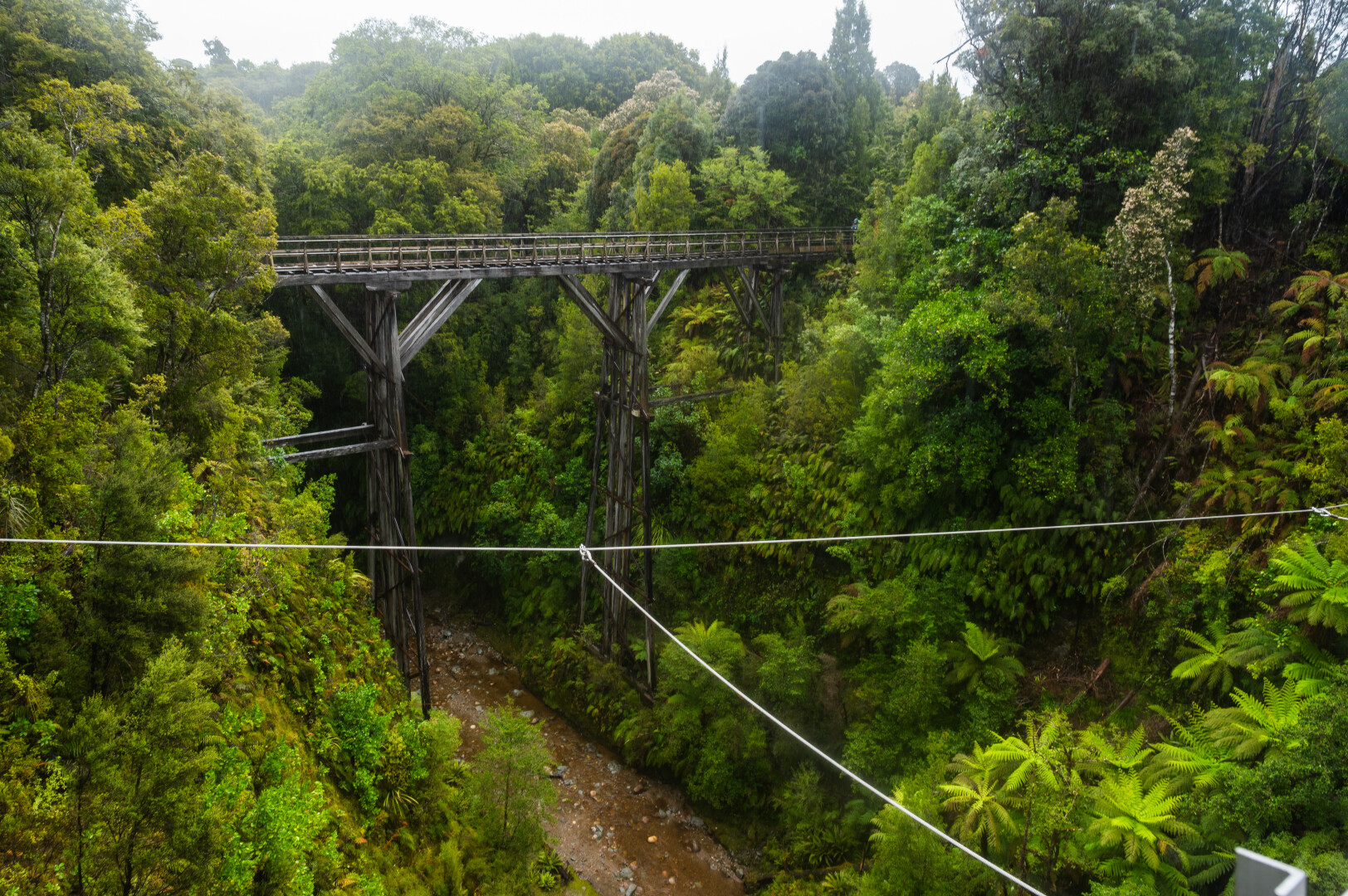 Cross three historic viaducts, relics of a tramway built nearly 100 years ago for timber logging.
