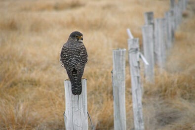 Great walks New Zealand's birdlife