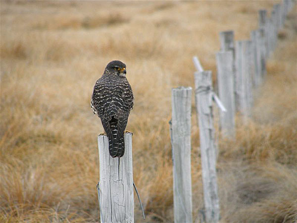 New Zealand Falcon, it is the country’s most threatened bird of prey with only around 3000–5000 breeding pairs remaining.