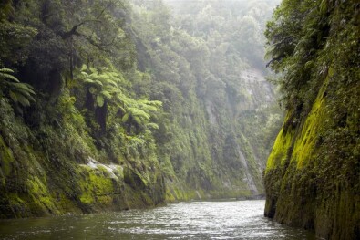Great Walks Whanganui River Nature