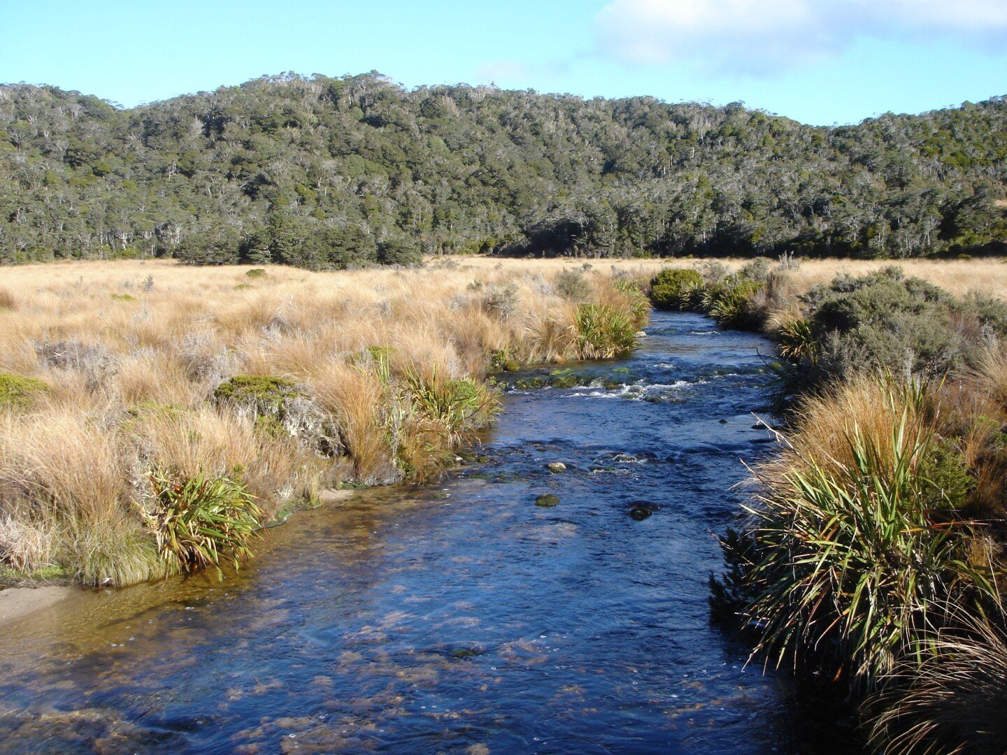 Gouland Downs basin is a unique ecosystem, complete with rivers, forests, and tussock lands.