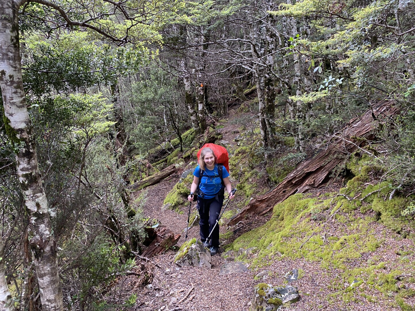 Silver, Red and Mountain Beech dominate the forests of Arthurs Pass