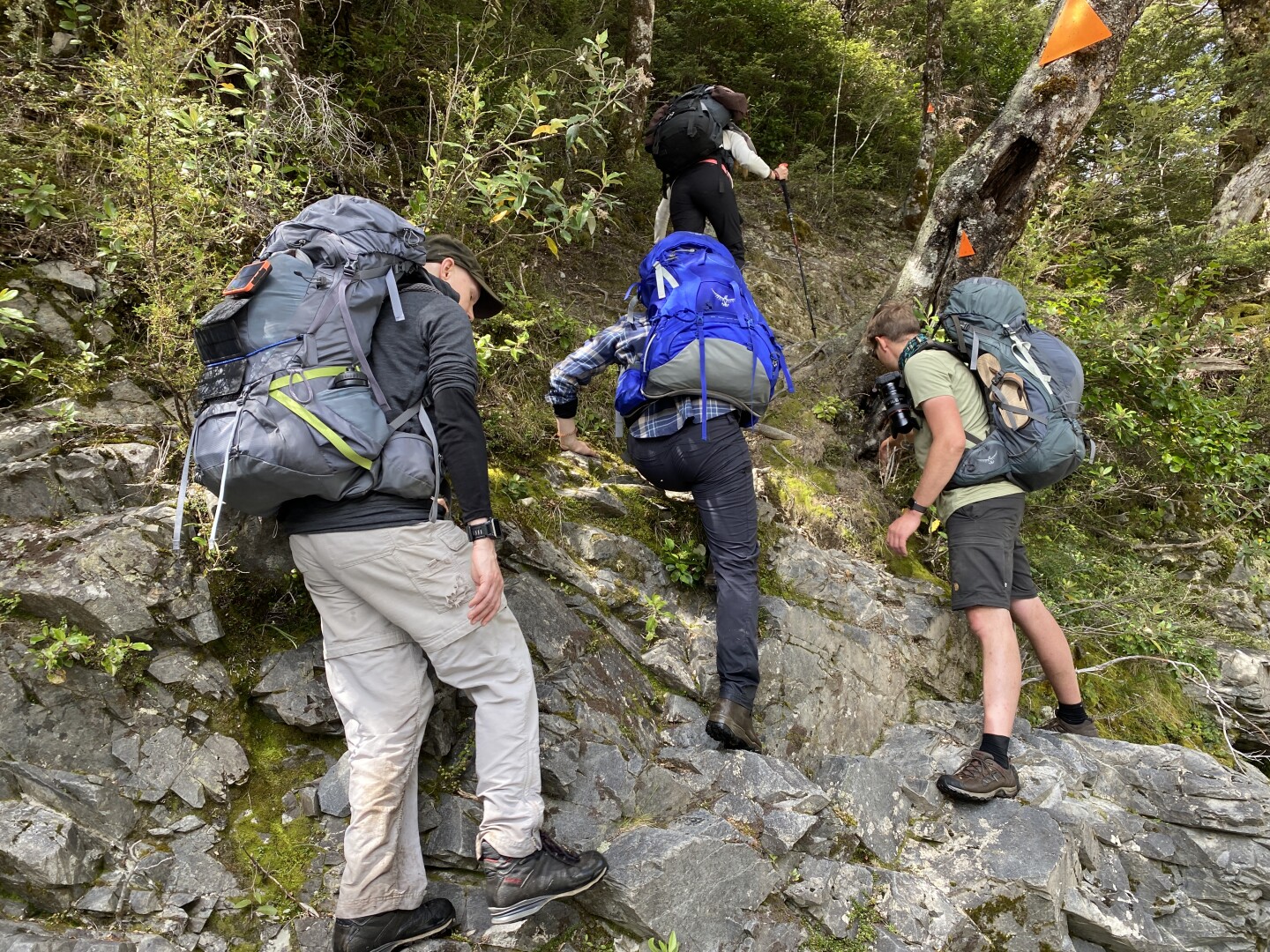 Negotiating a natural staircase of rock and tree roots