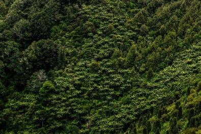 Forests in Queen Charlotte Sound