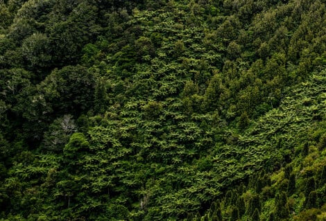 Forests in Queen Charlotte Sound