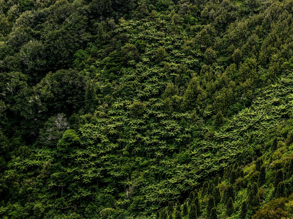 See the lush forest from above and below