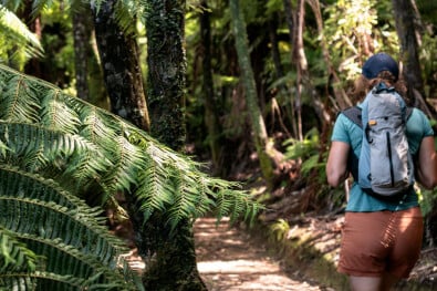 Lush Forest on the Queen Charlotte Track