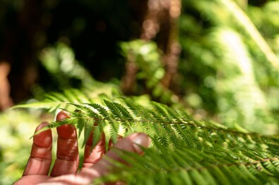 New Zealand Fern
