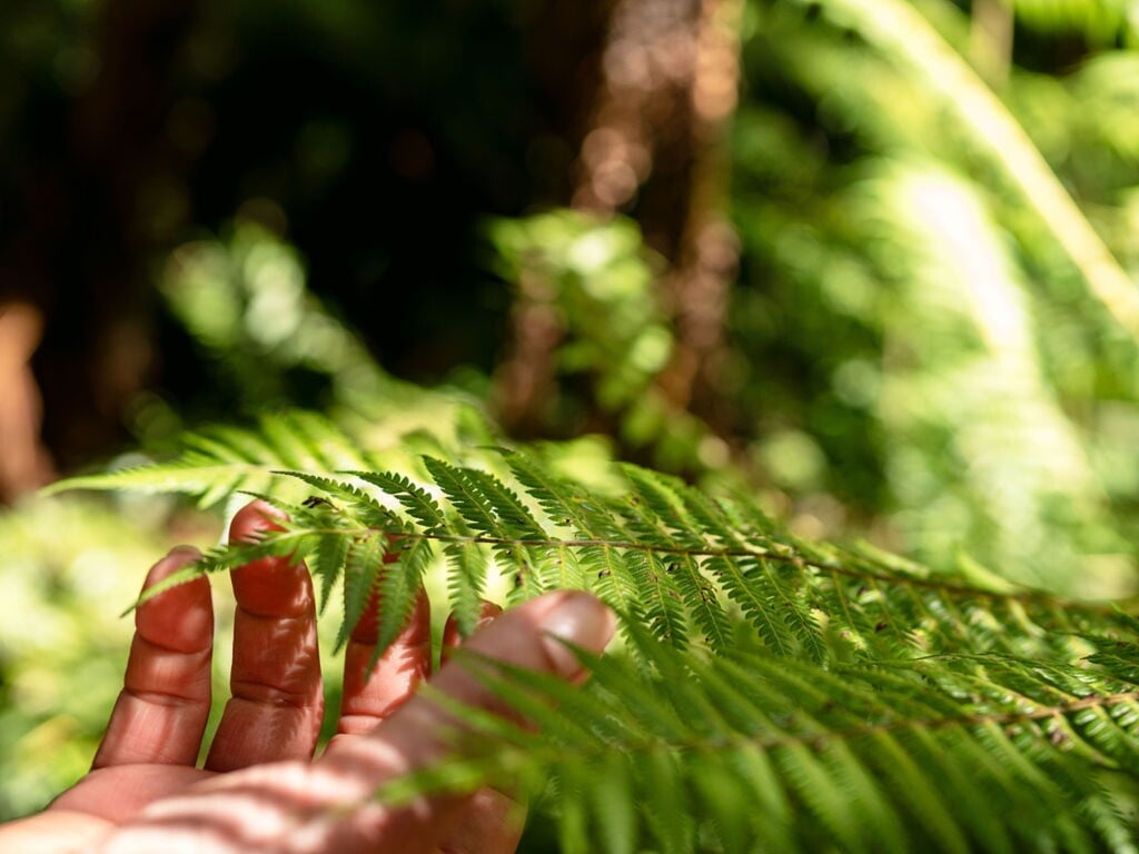 Get up close to our native flora