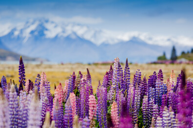 Lupins Mt Cook