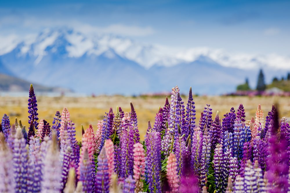 Hike in the picturesque Mackenzie Country, through forest and tussock and view the turquoise waters of Lake Pukaki