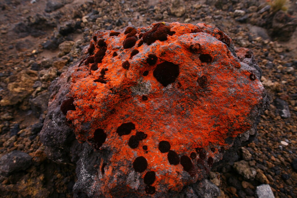 Lichens on volcanic scoria, Tongariro alpine crossing, Tongariro national Park .