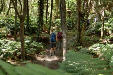 Lake-Tarawera-trail native forest