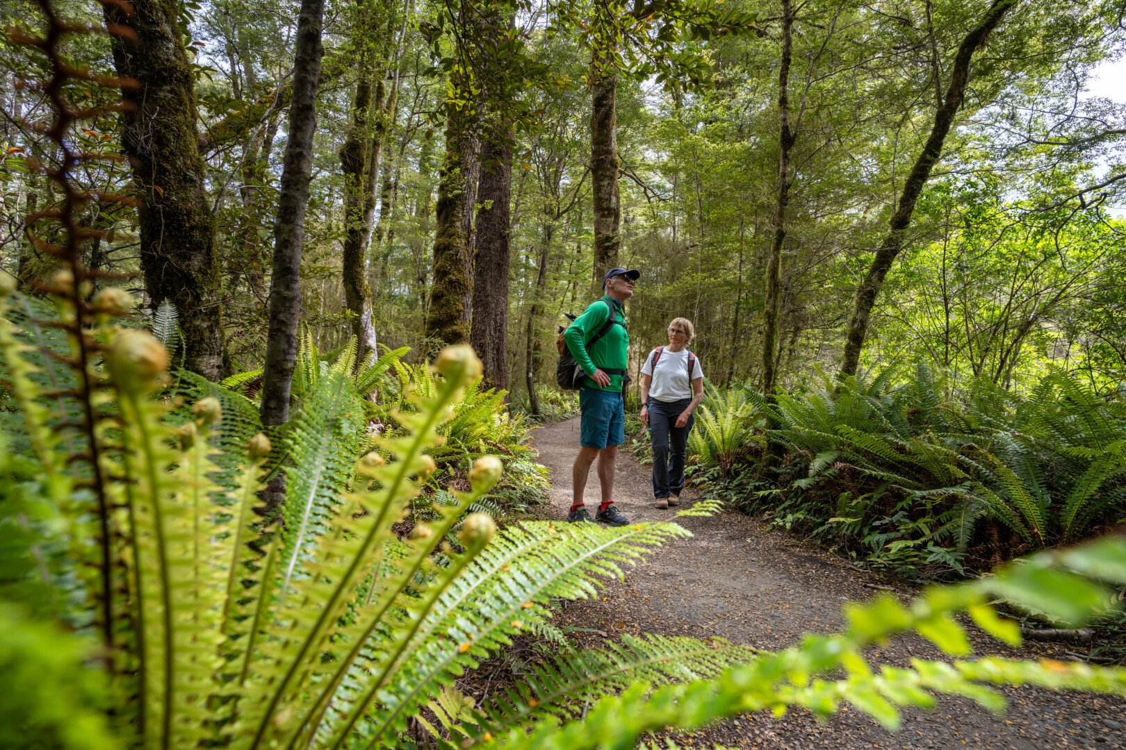 Be awe-inspired by the spectacular native forest