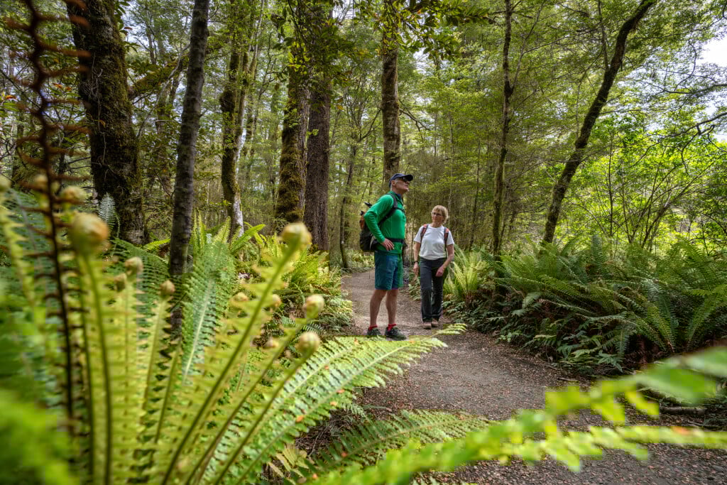 Be awe-inspired by the spectacular native forest