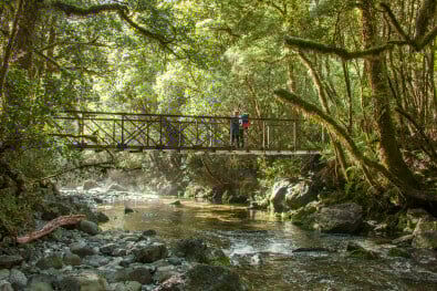 Day 2 Milford Track forest at camp oven creek