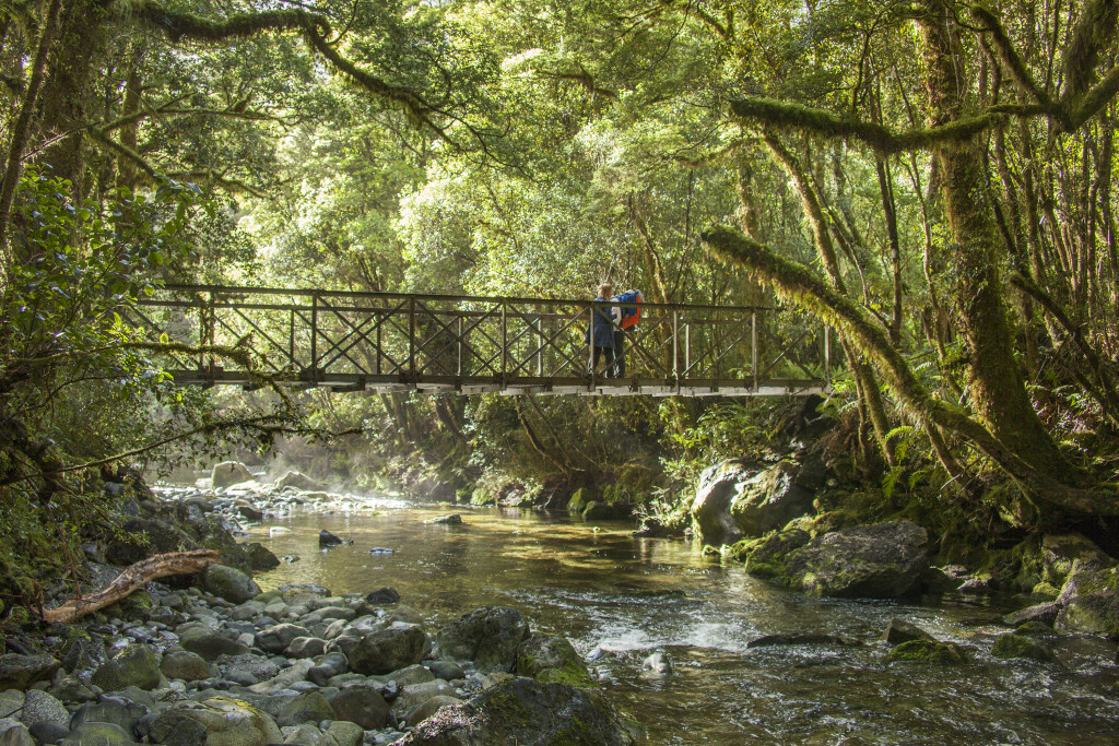  Milford Track forest at Camp Oven Creek