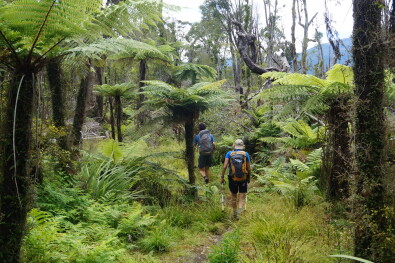 Hiking NZ Forest Hike