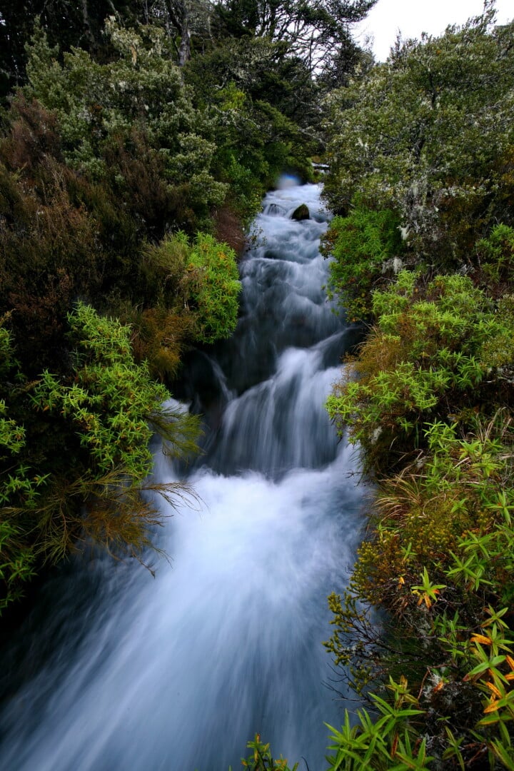 Clear streams run through the ash-filtered soils, alpine hebes & and herb fields, Tongariro National Park.