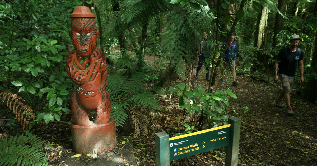 Hike among the awe-inspiring giant podocarps of Pureora Forest Park ...