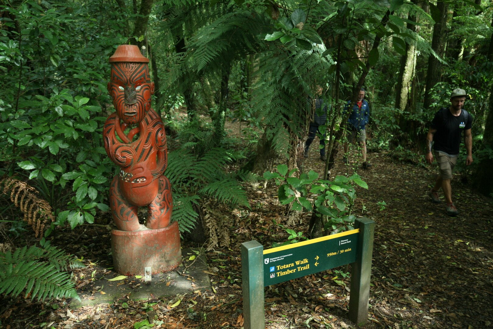 Hike among the awe-inspiring giant podocarps of Pureora Forest Park – tōtara, rimu, mātai, miro, and kahikatea.