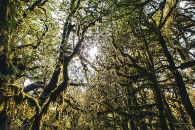 paparoa forest