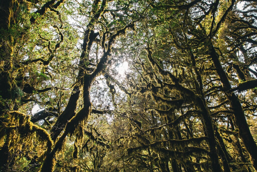 Hike amongst a canopy of ancient rimu and kahikatea, carpeted by native orchids and ferns.