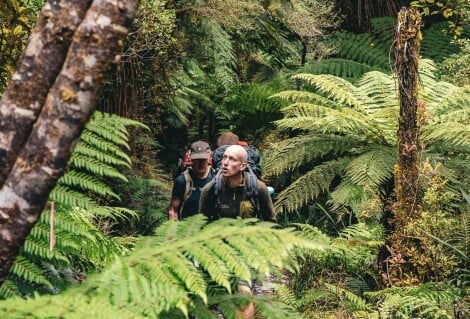 paparoa track guided walk