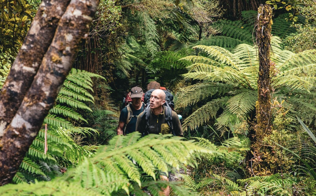 Native ferns lining the way through the forest.
