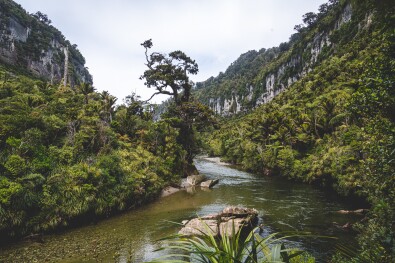 paparoa track pororari river