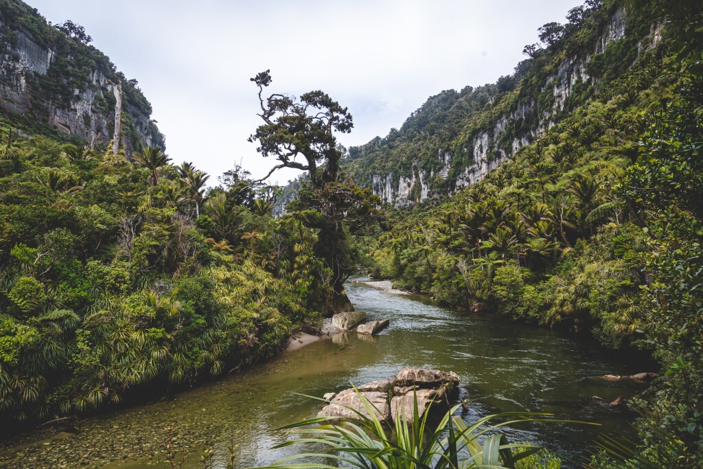Pororari river flanked by limestone cliffs and subtropical rainforests.