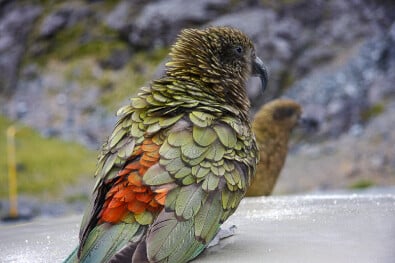 Kea New Zealand Bird