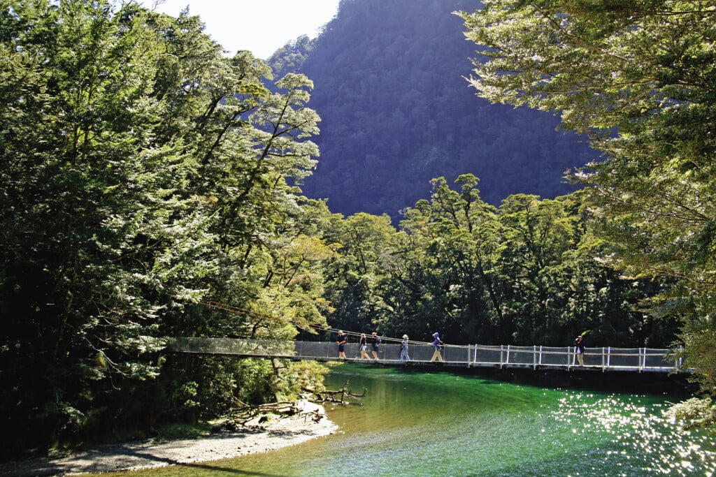 Southern beech forest (pictured) is the largest remaining native forest type in Aotearoa (New Zealand).