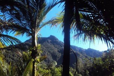 Hiking NZ palm trees coromandel