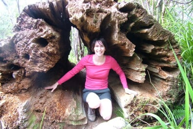 Kauri tree stumps